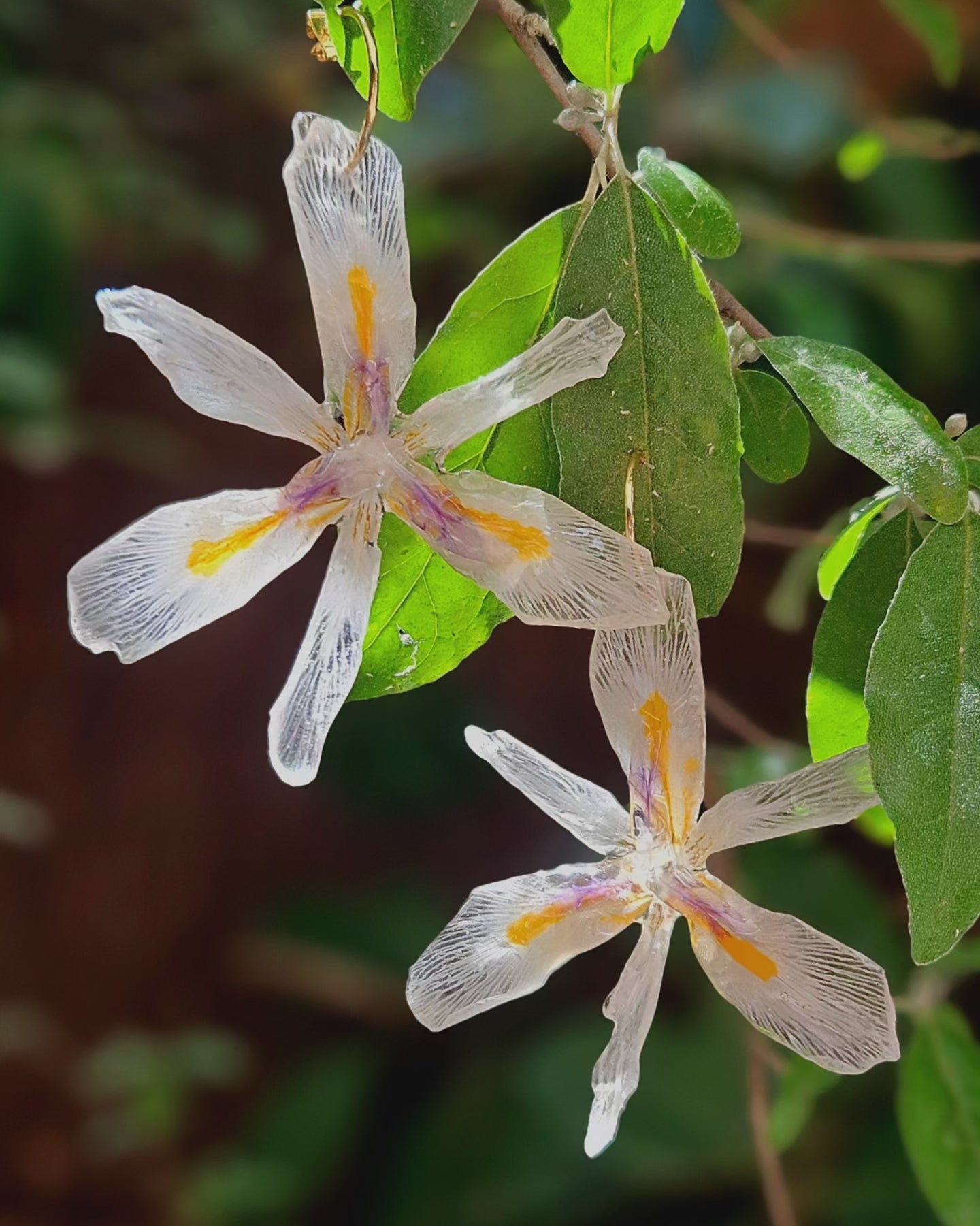 Iris africà