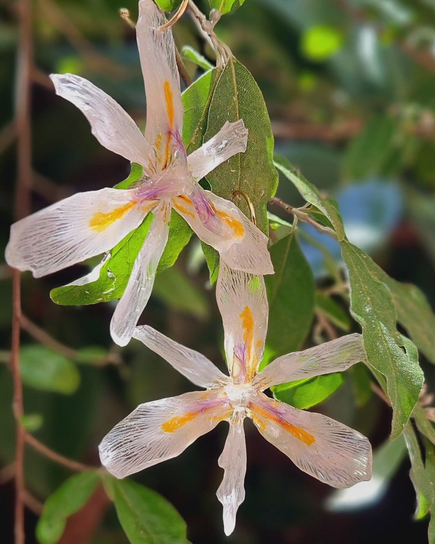 Iris africà