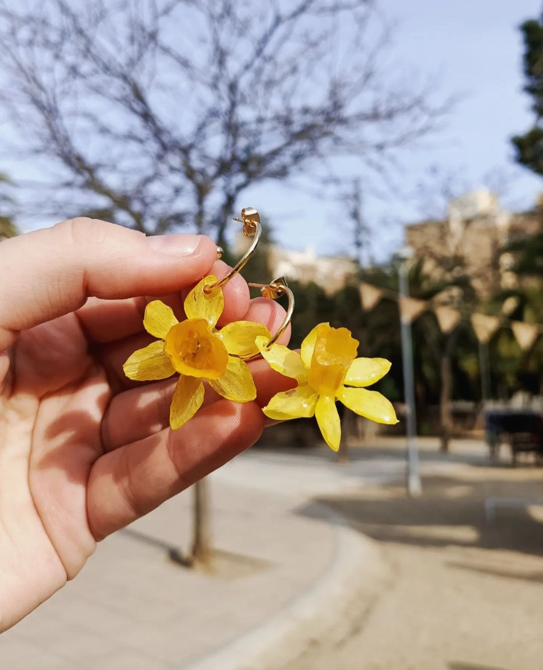 Narcisos grocs . Narcisos amarillos
