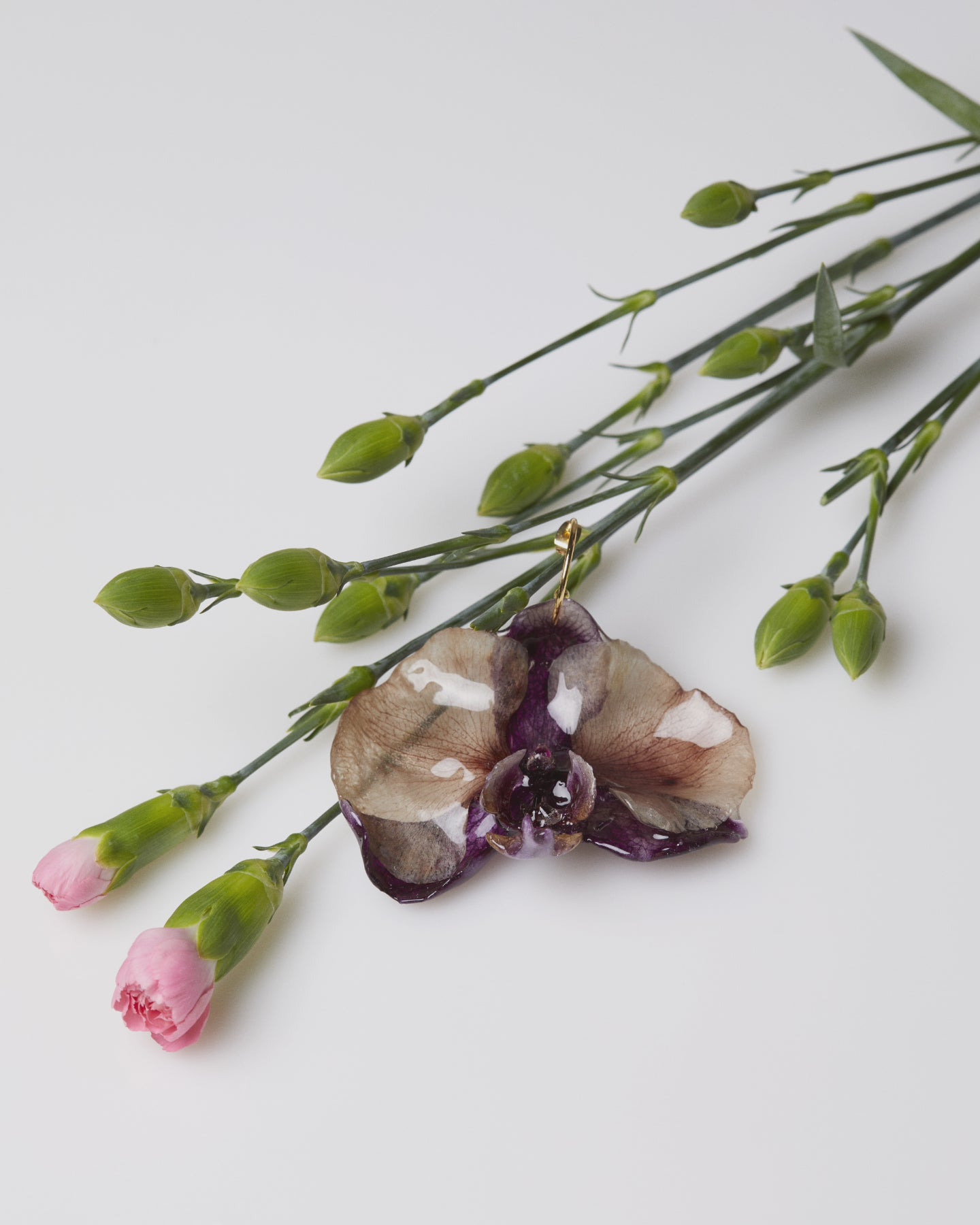 Orquídies liles i marrons / Orquídeas lilas y marrones