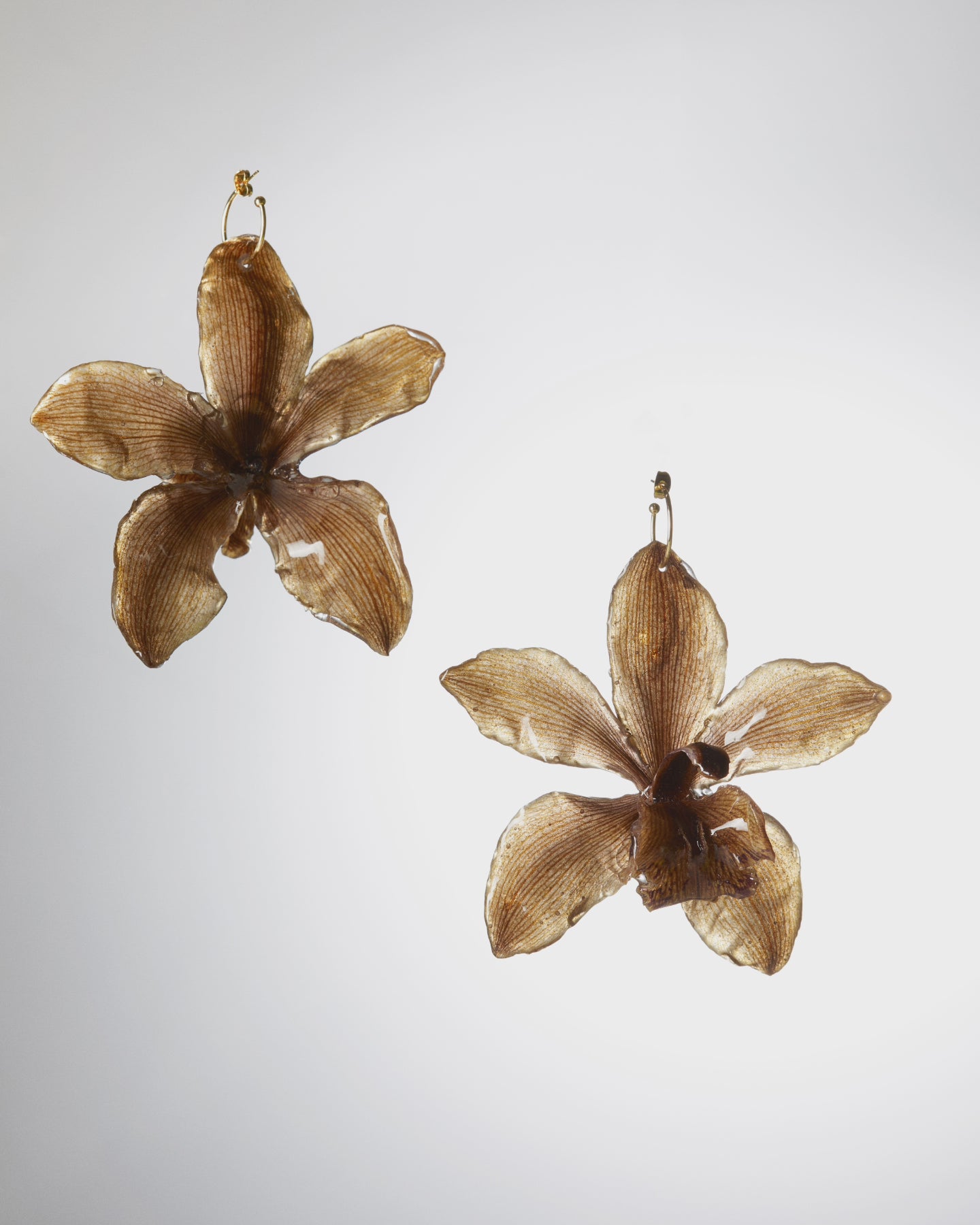 Orquídies marrons cymbidium/ Orquídeas marrones cymbidium
