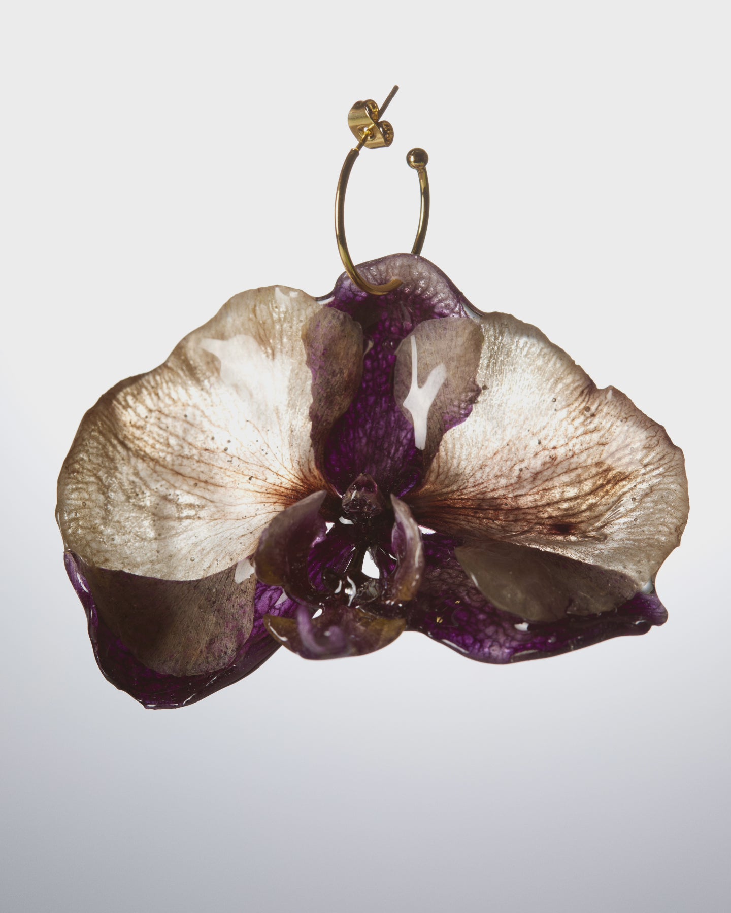 Orquídies liles i marrons / Orquídeas lilas y marrones