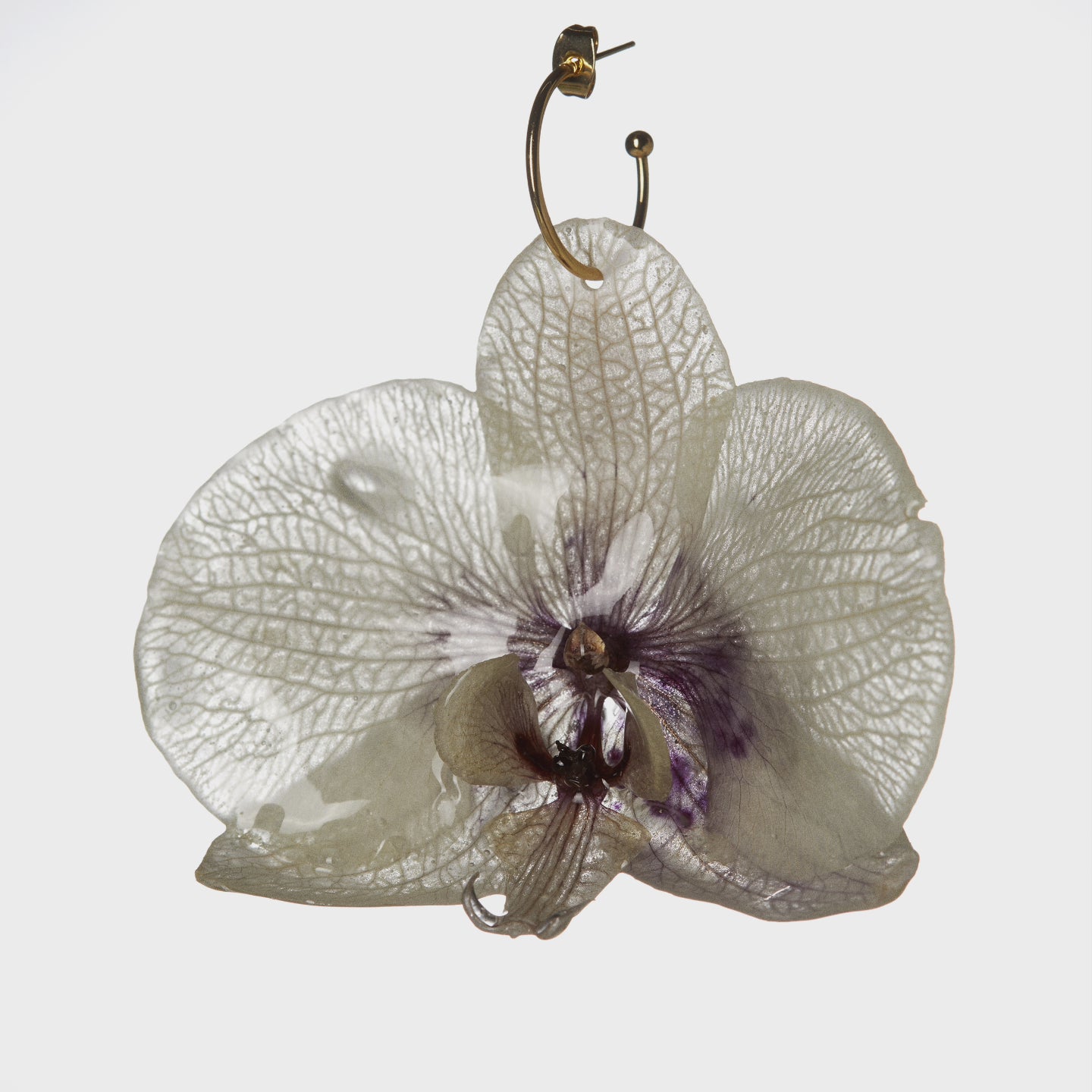 Orquídies blanques / Orquídeas blancas