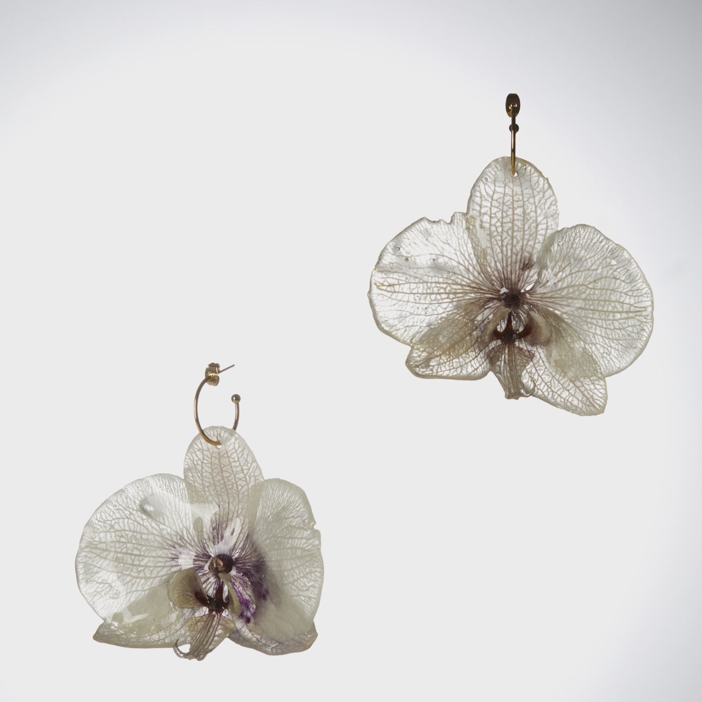 Orquídies blanques / Orquídeas blancas
