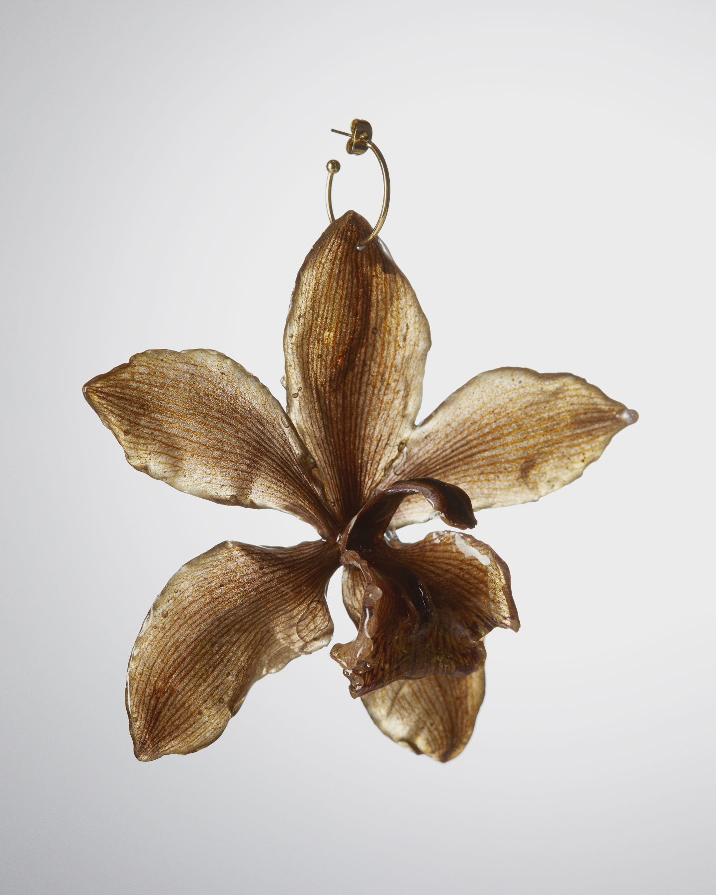Orquídies marrons cymbidium/ Orquídeas marrones cymbidium