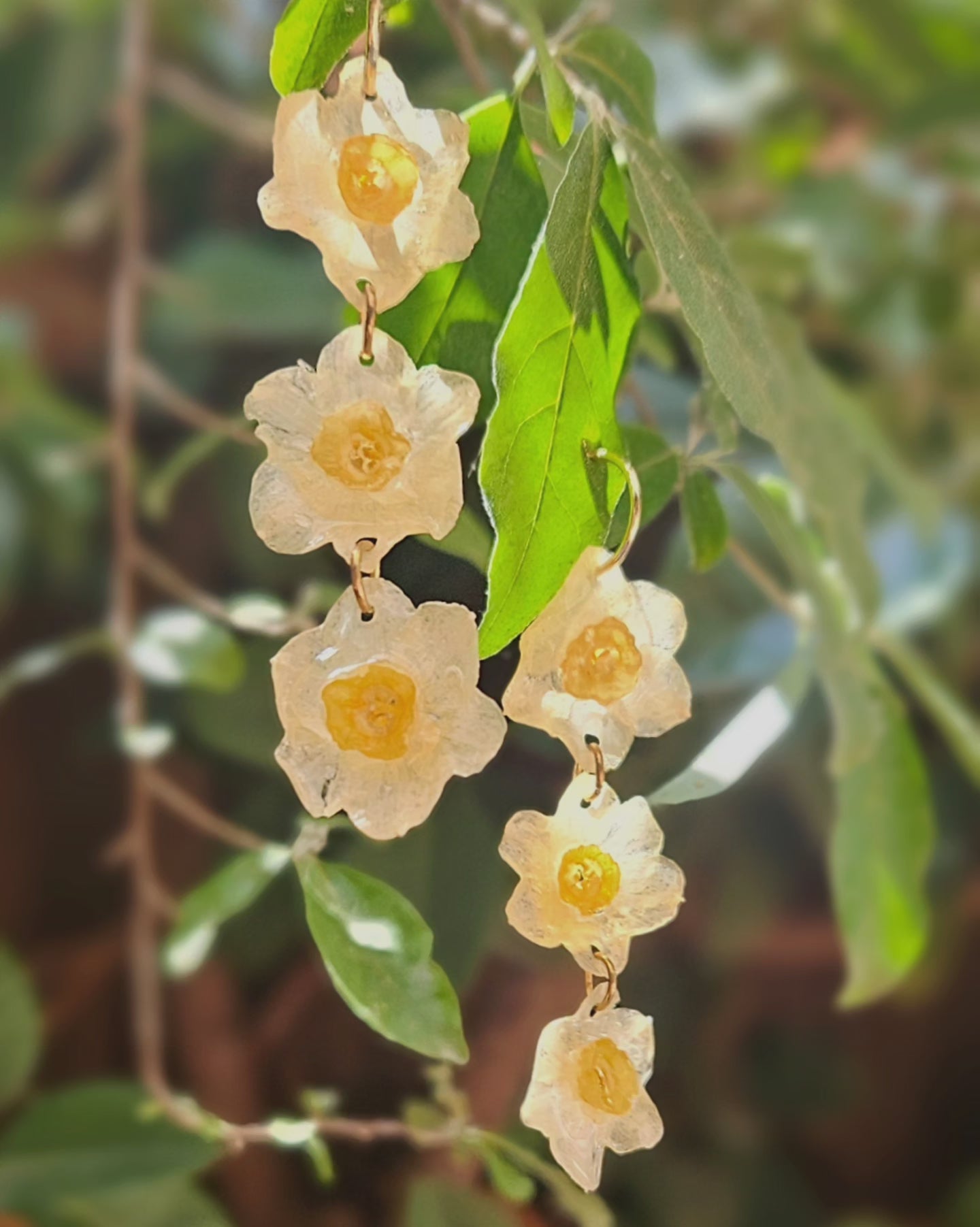 Narcisos 3